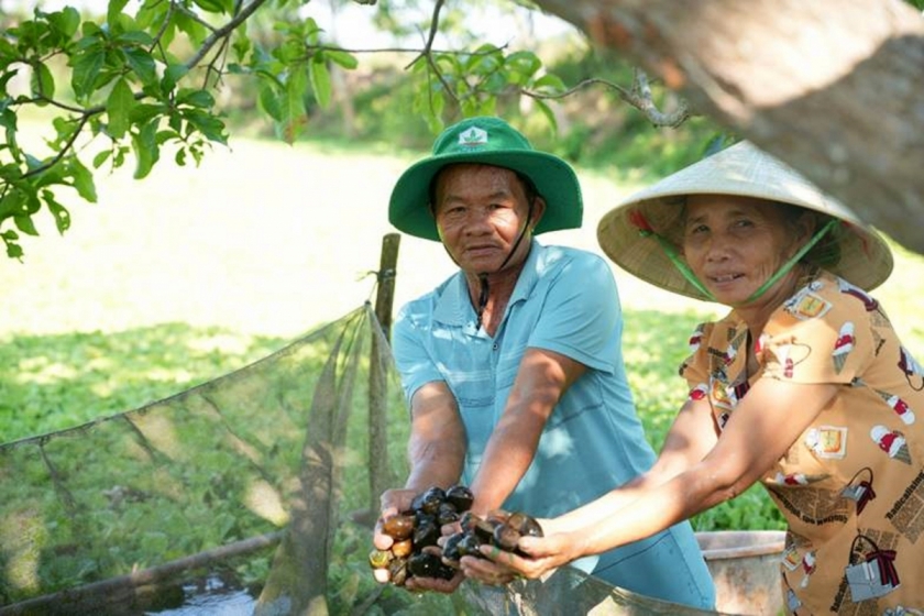 Vờ chồng ông Thắng thu hoạch ốc bươu đen.