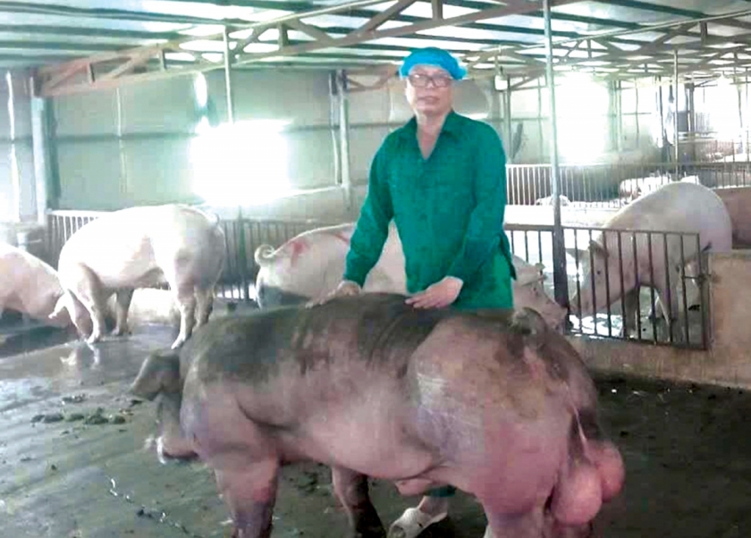 Không chỉ chăn nuôi, ông Nguyễn Văn Toàn còn trực tiếp nghiên cứu, lai tạo giống ngay tại trang trại.