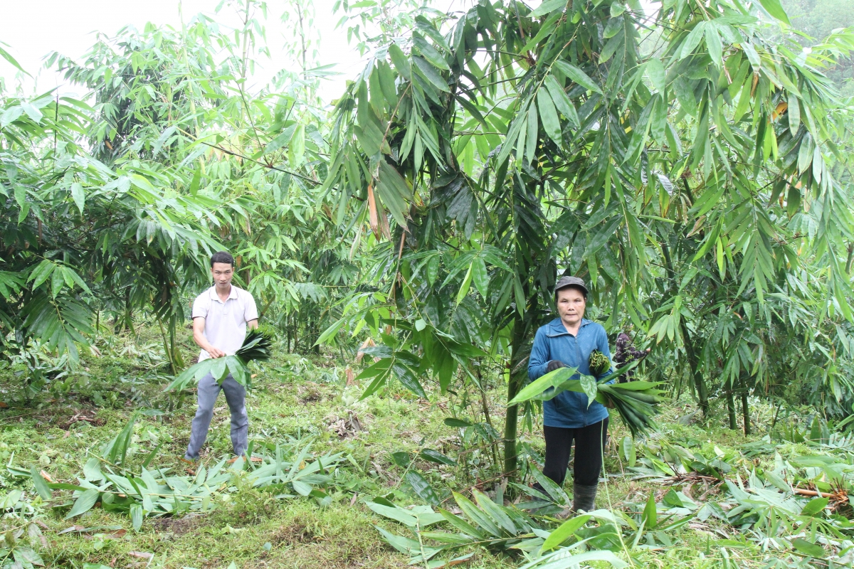Lão nông cao tuổi vượt lên số phận làm kinh tế từ mô hình trồng măng