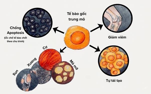 Nền tảng sinh học giúp tế bào gốc trung mô kiểm soát phản ứng viêm và kích thích quá trình tự chữa lành của hệ xương khớp Nền tảng sinh học giúp tế bào gốc trung mô kiểm soát phản ứng viêm và kích thích quá trình tự chữa lành của hệ xương khớp