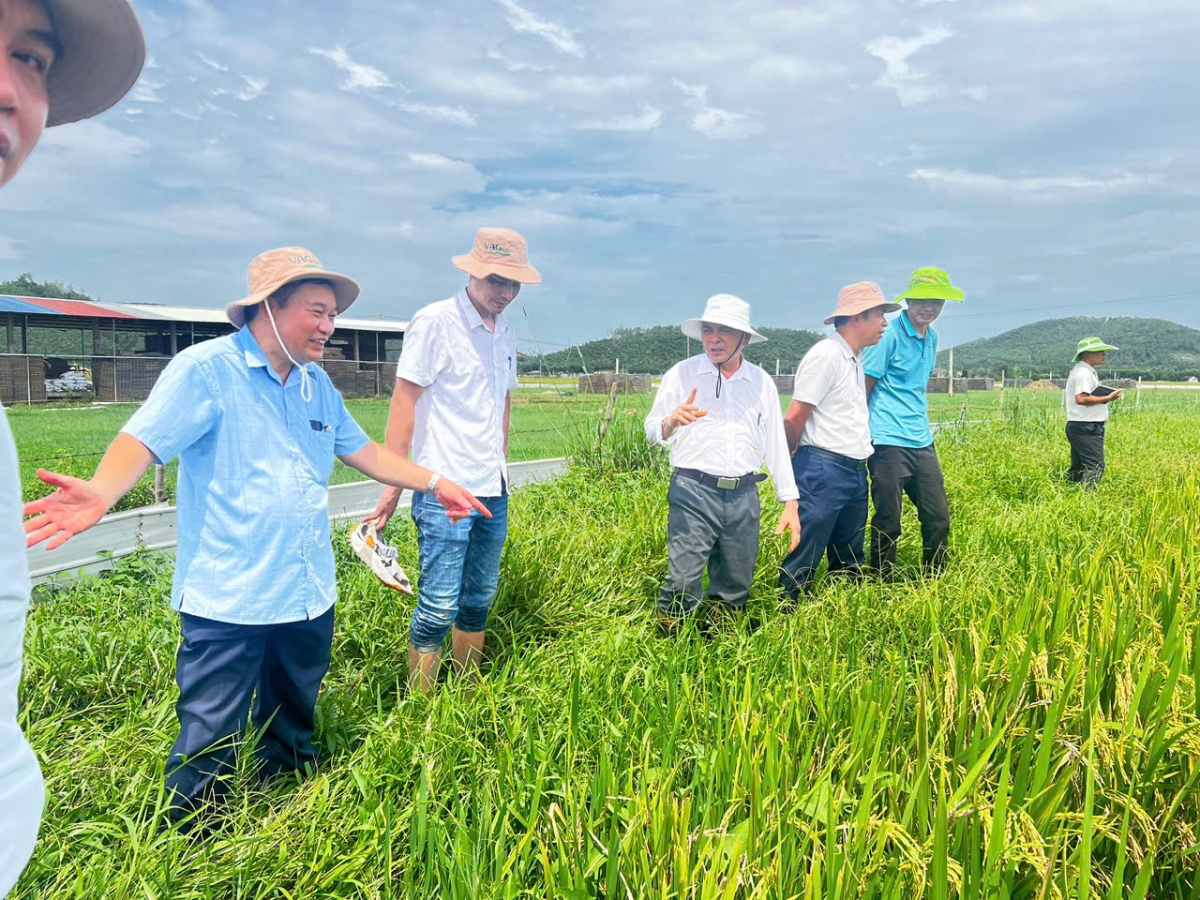Ông Hồ Sỹ Quảng ( đội mũ trắng ở giữa) cùng đoàn tham quan cánh đồng mẫu của Sở Nông nghiệp và môi trường Nghệ An. Ông Hồ Sỹ Quảng ( đội mũ trắng ở giữa) cùng đoàn tham quan cánh đồng mẫu của Sở Nông nghiệp và môi trường Nghệ An.