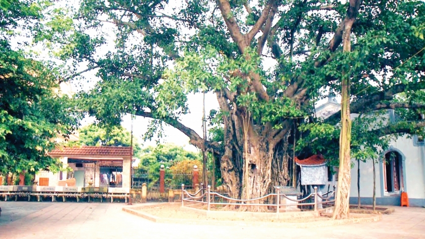 Địa chỉ đỏ về nguồn: Cây đa La Tiến Địa chỉ đỏ về nguồn: Cây đa La Tiến
