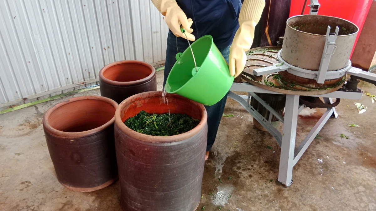 Từ ngọn rau quê đến sinh kế cho người cao tuổi ở Liên Gia Trang