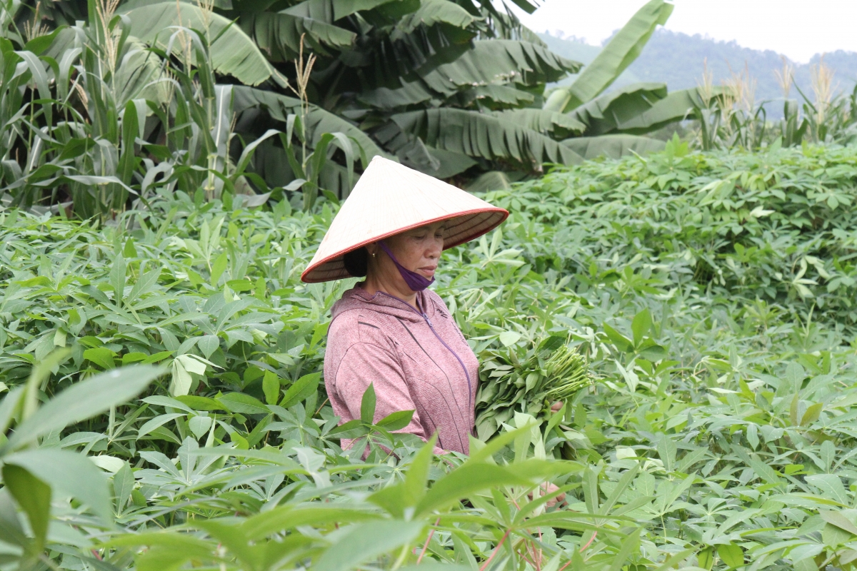 Từ ngọn rau quê đến sinh kế cho người cao tuổi ở Liên Gia Trang