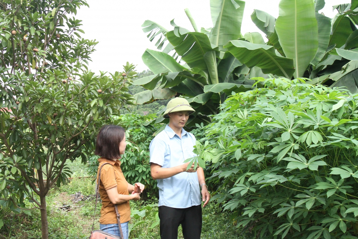 Từ ngọn rau quê đến sinh kế cho người cao tuổi ở Liên Gia Trang