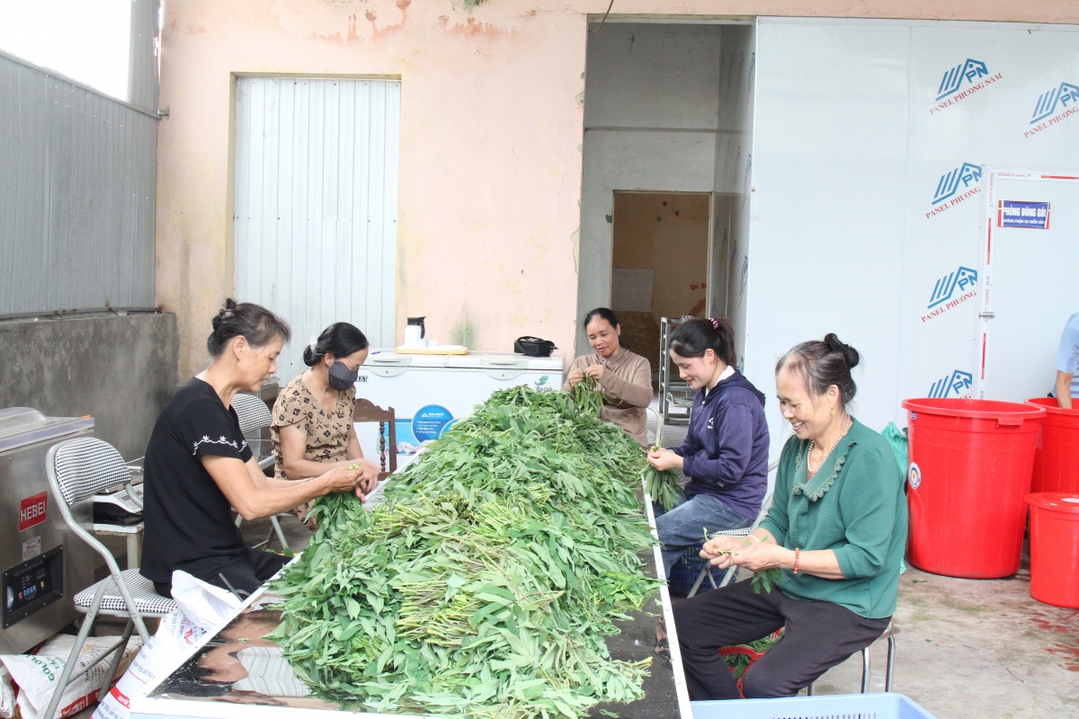 Người cao tuổi tham gia nhặt rau sắn, chuẩn bị nguyên liệu cho sản xuất.