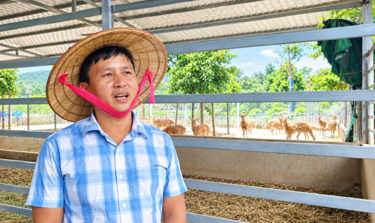 Xây dựng trang trại nuôi hươu, 8X vạch đường làm giàu Xây dựng trang trại nuôi hươu, 8X vạch đường làm giàu