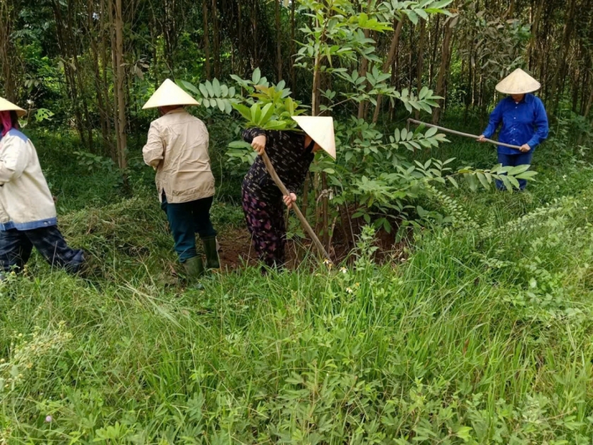 Những tuyến đường xanh từ bàn tay người cao tuổi Châu Bình
