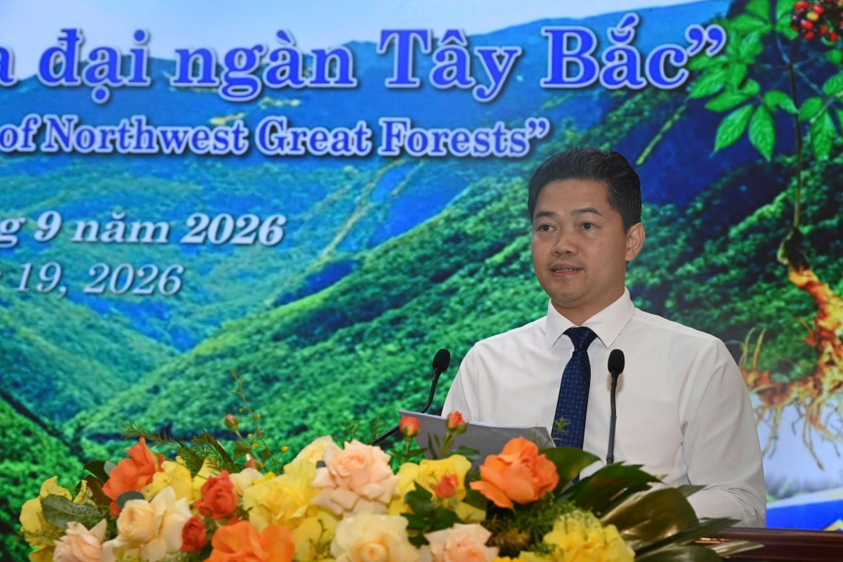Sâm Lai Châu – Tinh hoa đại ngàn Tây Bắc