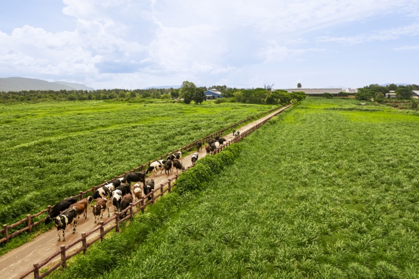 Chuẩn chất lượng được Vinamilk mở rộng trên toàn chuỗi, từ nguyên liệu, trang trại đến sản xuất và thành phẩm. Ảnh: Vi Nam