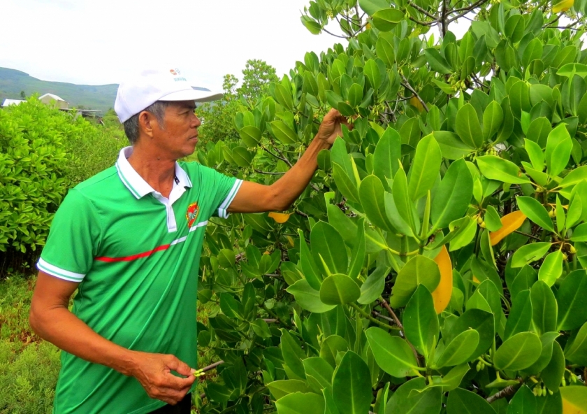 Người cao tuổi Sa Huỳnh góp phần hồi sinh môi trường rừng đưng