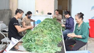 Từ ngọn rau quê đến sinh kế ở Liên Gia Trang
