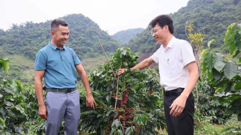 Agribank đồng hành cùng khách hàng trong quá trình nuôi trồng, chăm sóc cây cà phê Arabica tại Sơn La.