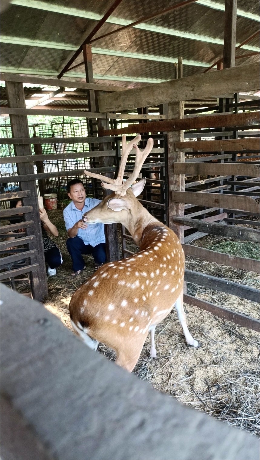 Ông Trịnh Văn Tiến nuôi hươu sao tại trang trại Ông Trịnh Văn Tiến nuôi hươu sao tại trang trại