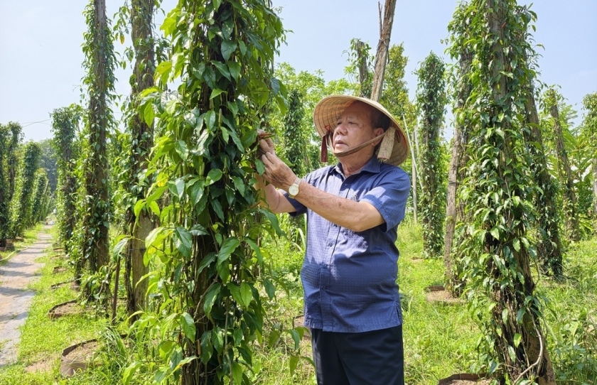 Ông Lê Văn Ngọc chăm sóc vườn hồ tiêu. Ông Lê Văn Ngọc chăm sóc vườn hồ tiêu.