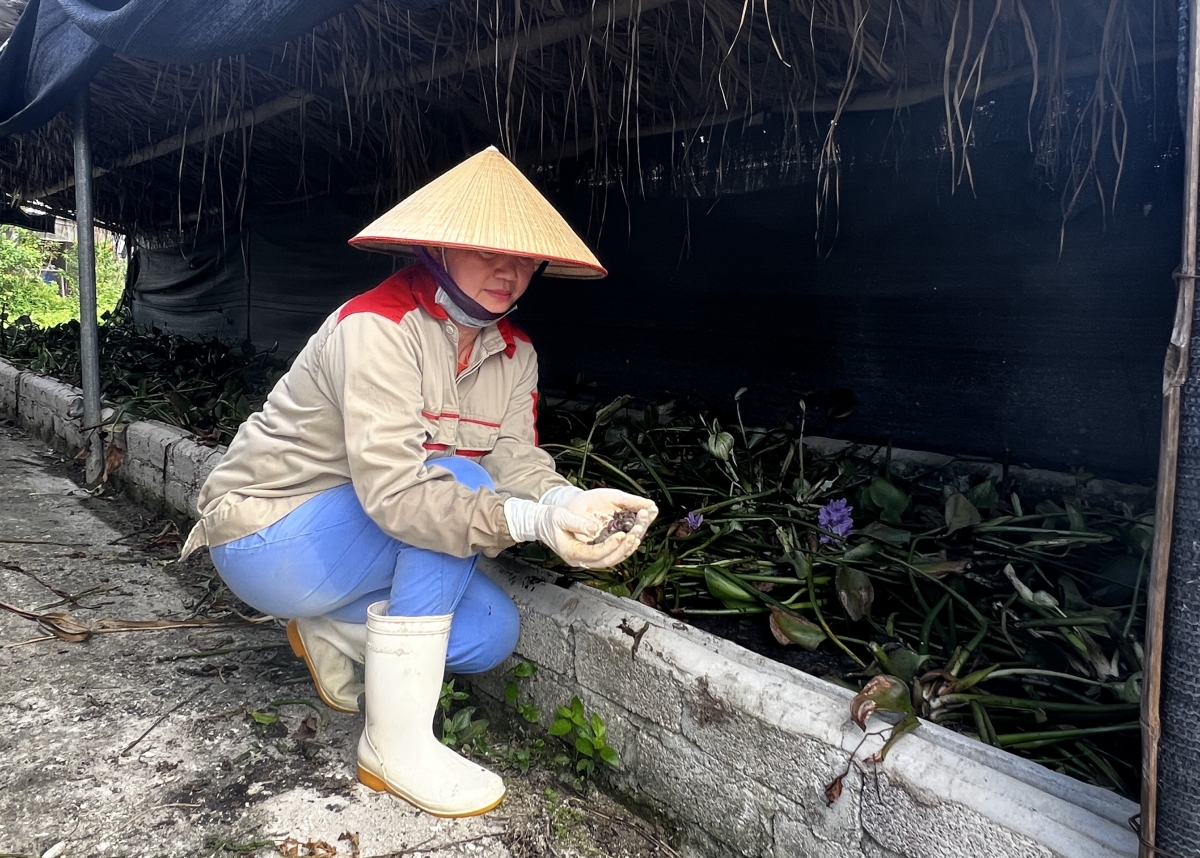 Nuôi giun quế là mắt xích trung tâm trong mô hình trang trại nông nghiệp tuần hoàn của chị Hoan