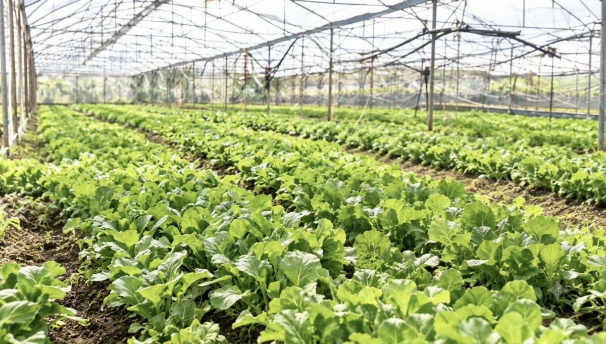 Mỗi năm, mô hình trang trại nông nghiệp tuần hoàn của chị Hoan cung cấp ra thị trường hàng chục tấn rau hữu cơ, được thương lái và người tiêu dùng tìm đến tận nơi thu mua