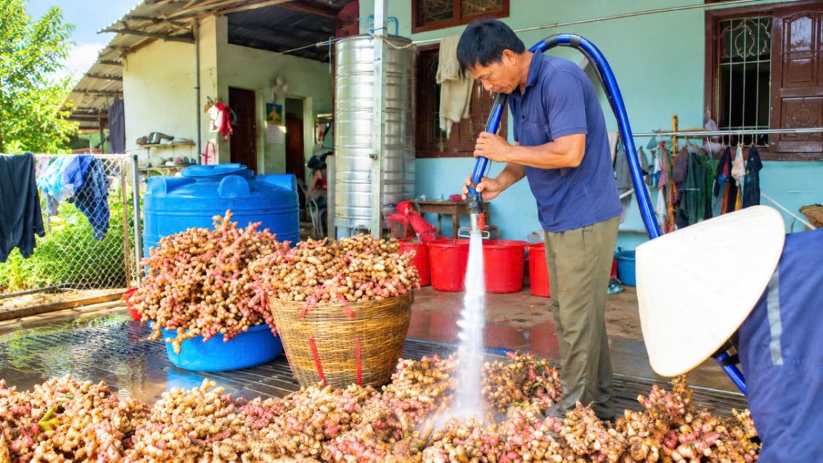 Giàu lên nhờ chuyển đổi cây riềng trên đất đồi