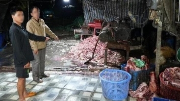 Triệt phá đường dây tiêu thụ khoảng 400 tấn lợn bệnh, lợn chết