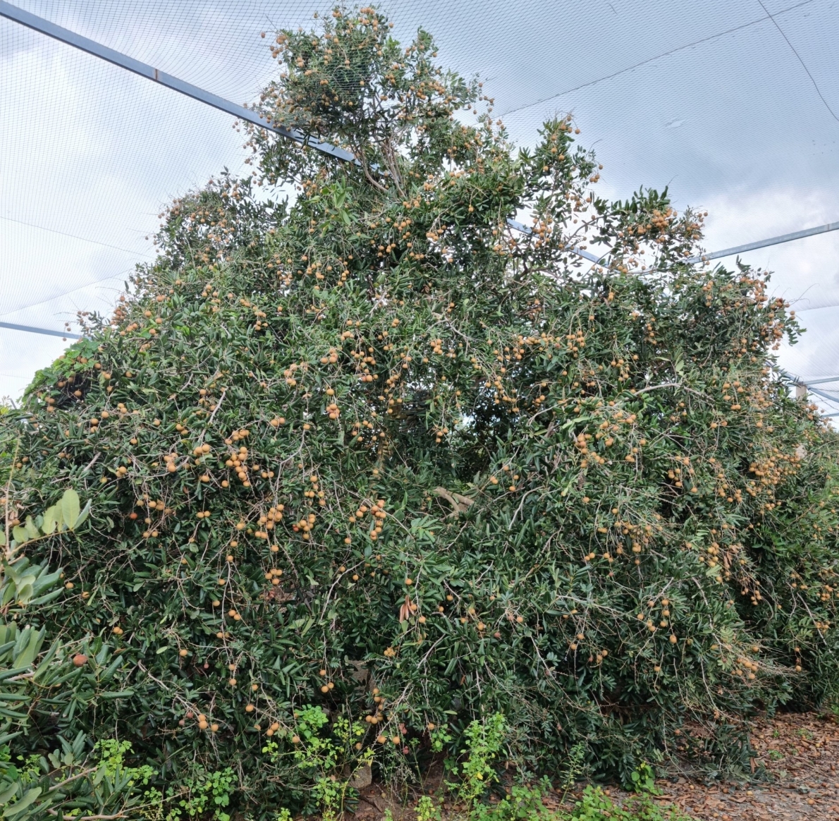 Từ nghèo khó trở thành nông dân giỏi cấp tỉnh