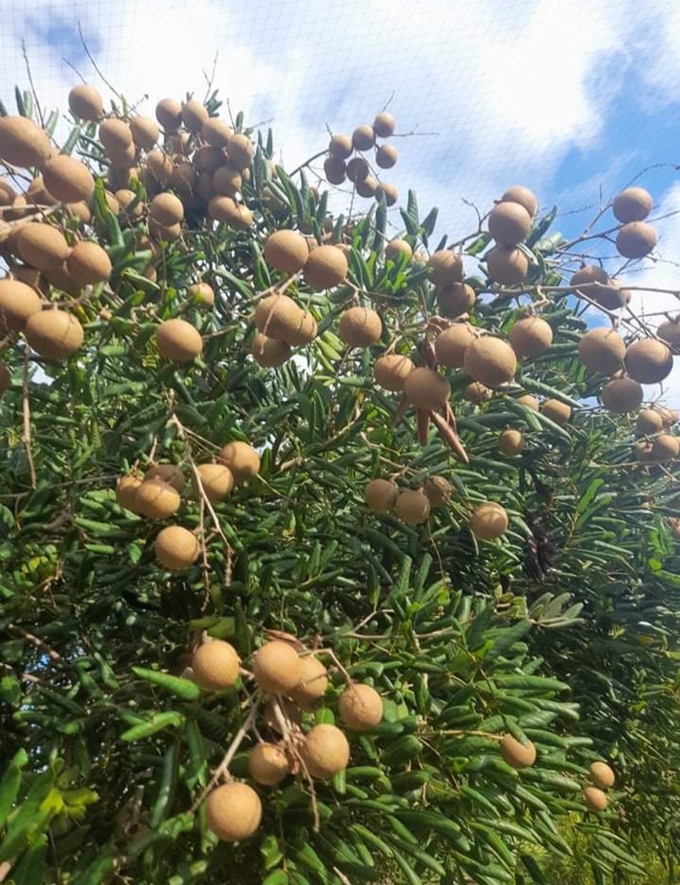 Từ nghèo khó trở thành nông dân giỏi cấp tỉnh