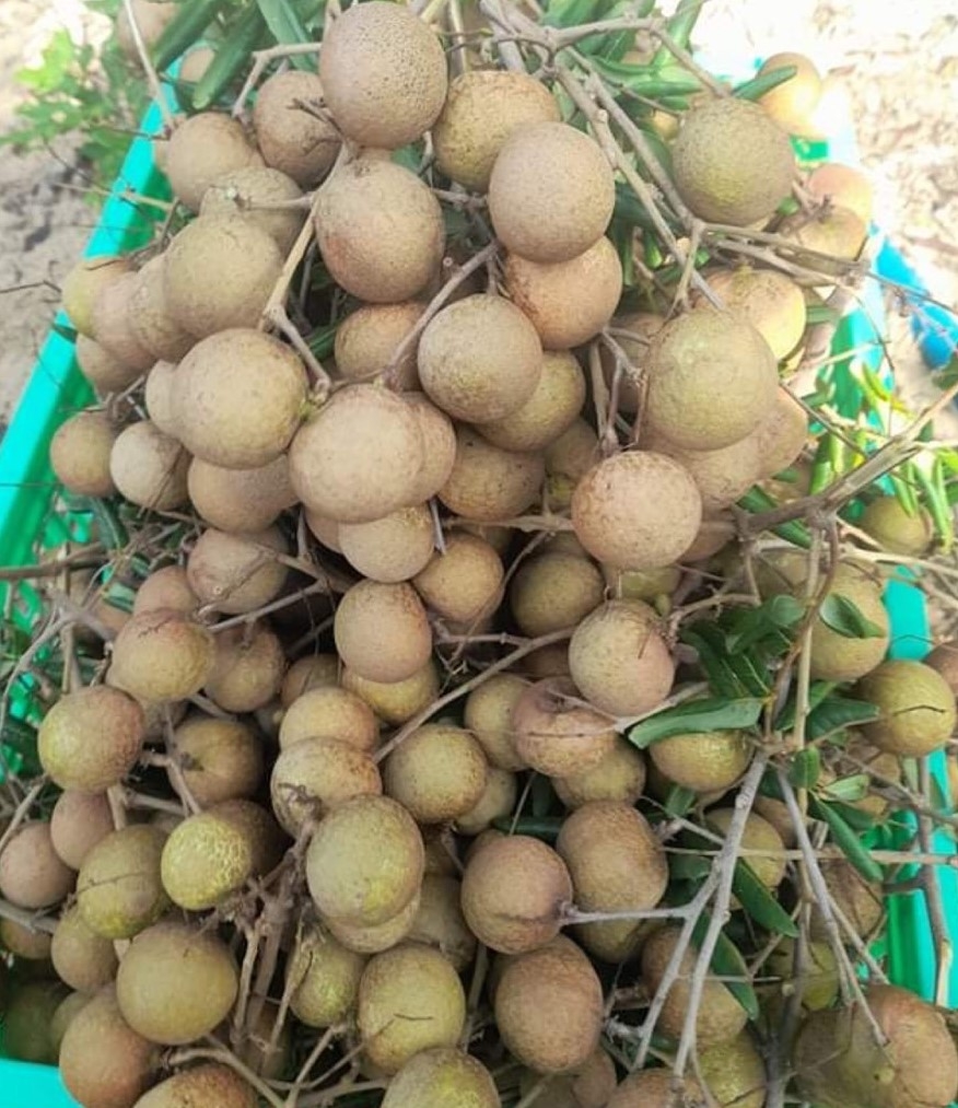 Từ nghèo khó trở thành nông dân giỏi cấp tỉnh