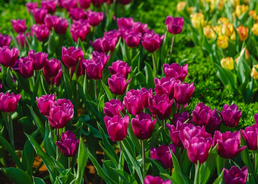 Rực rỡ sắc hoa, ấn tượng triển lãm Phật giáo, Núi Bà Tây Ninh bội thu khách Tết Nhâm Dần