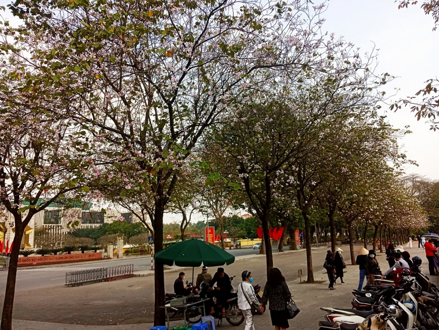 Hoa ban nở giữa lòng Hà Nội
