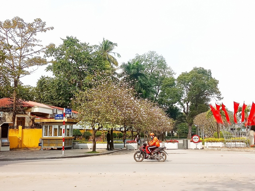 Hoa ban nở giữa lòng Hà Nội