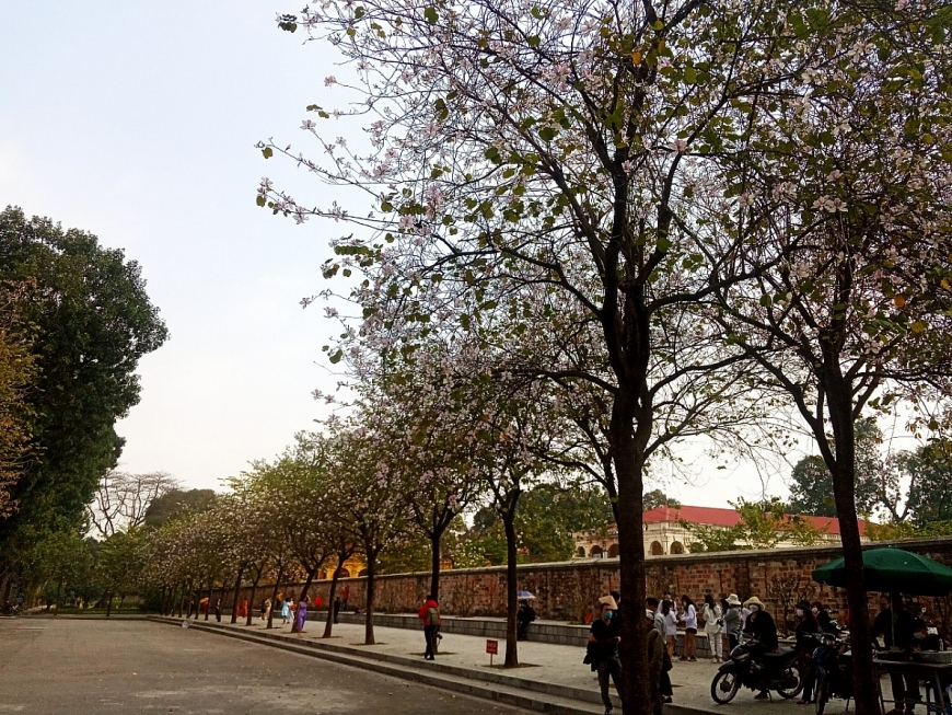 Hoa ban nở giữa lòng Hà Nội