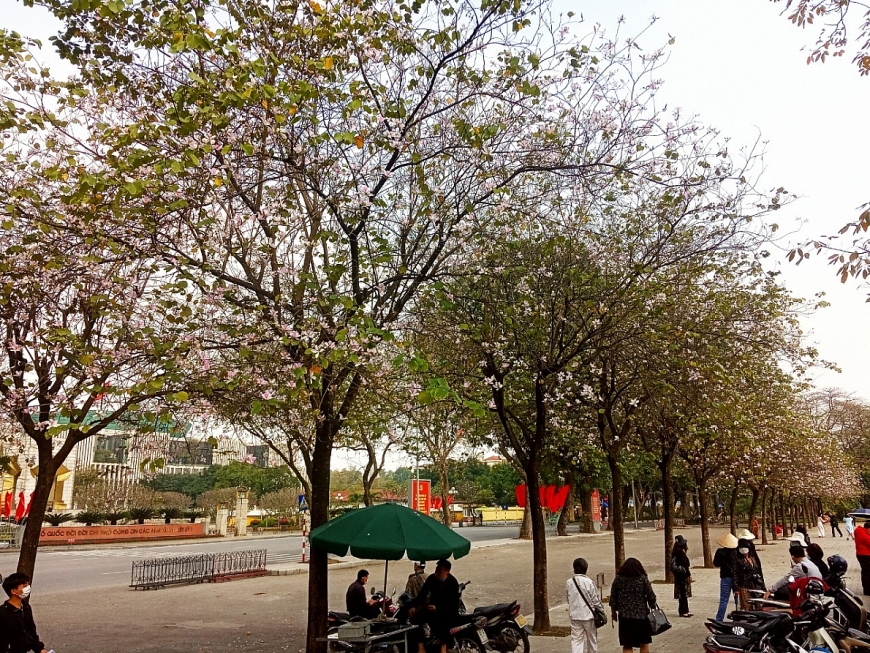 Hoa ban nở giữa lòng Hà Nội