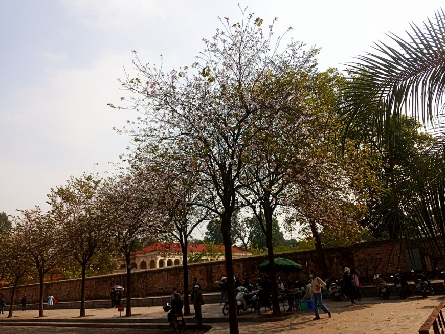 Hoa ban nở giữa lòng Hà Nội