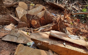 UBND tỉnh Kon Tum chỉ đạo điều tra, làm rõ vụ phá rừng ở huyện Kon Plông