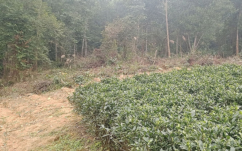 Vườn quốc gia Tam Ðảo đang bị xâm hại