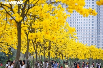 TP Hà Nội: Mê mẩn con đường hoa phong linh rực rỡ sắc vàng ở Hà Đông