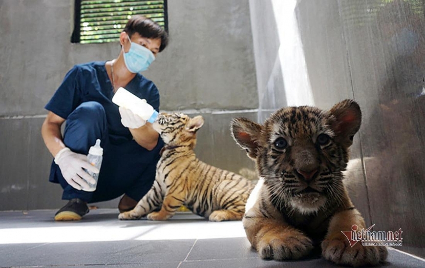 7 con hổ ở Nghệ An chuẩn bị được bàn giao cho Vườn Quốc gia Phong Nha - Kẻ Bàng