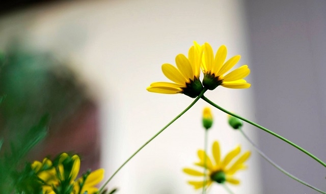 Tử vi hôm nay 25/3/2022: Ngọ có cát tinh nâng đỡ, tuổi Tỵ nhớ đừng ngủ quên trên chiến thắng