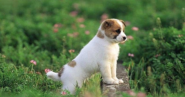 Tử vi ngày 29/3/2022, tử vi 12 con giáp ngày 29/3/2022: Tuổi Mùi chuyện tình cảm gặp trắc trở