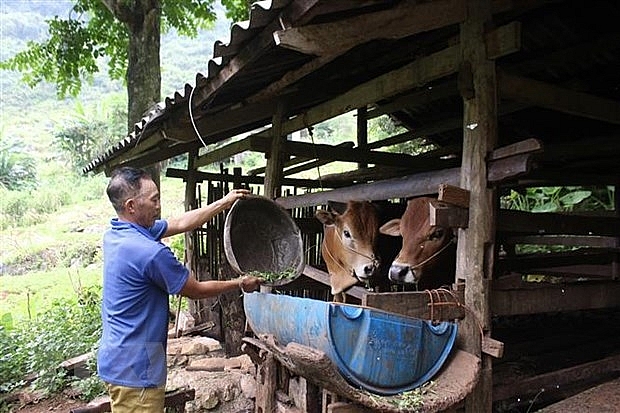 (Ảnh minh họa: Chu Hiệu/TTXVN)