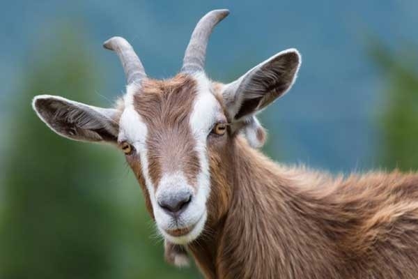 Tử vi 12 con giáp ngày 1/4/2022: Ngọ và người thương xảy ra mâu thuẫn