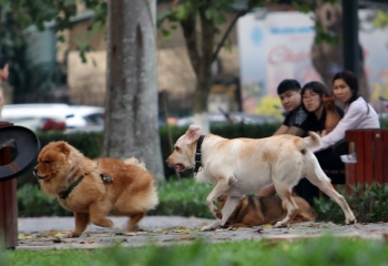 Đội bắt chó thả rông ở Hà Nội hoạt động như thế nào?