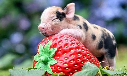 Tử vi hôm nay, tử vi 12 con giáp ngày 4/5/2022. Ảnh: Amazing