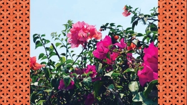 5 loại cây có hoa tốt nhất cho trang trí nhà vào mùa hè