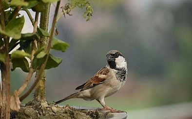 Tử vi hôm nay ngày 15/5/2022