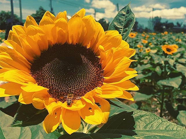 Tử vi 12 con giáp ngày 28/5/2022