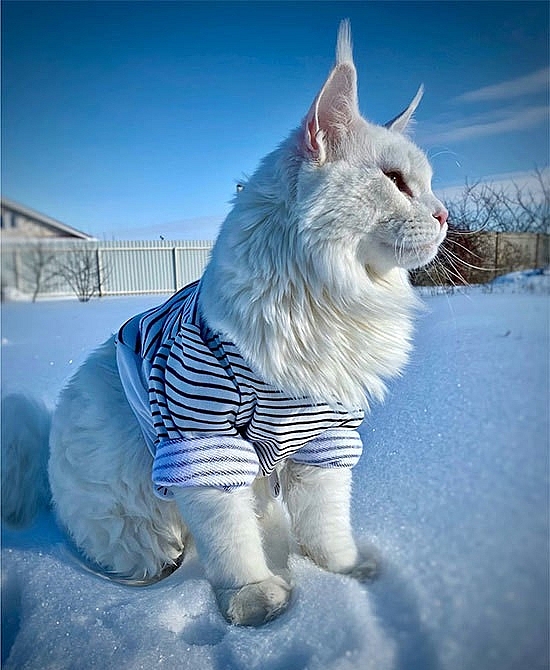 Tử vi 12 con giáp ngày 13/6/2022. Ảnh: SWNS