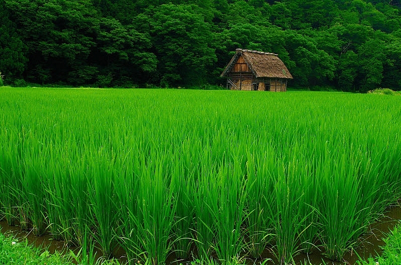 Tử vi 12 con giáp ngày 17/6/2022