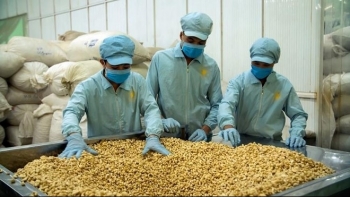 100 container hạt điều được trả lại quyền sở hữu cho doanh nghiệp Việt Nam