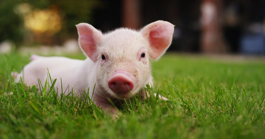 Tử vi 12 con giáp ngày 14/7/2022