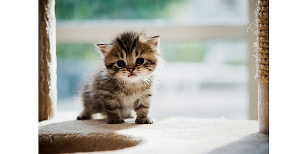 Tử vi 12 con giáp ngày 18/7/2022: Tuổi Mão nên mở lòng với người khác